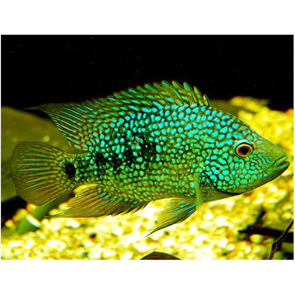 Texas Cichlid 3-3.5cm