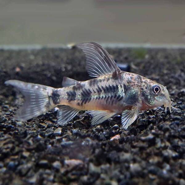 Corydoras Paleatus