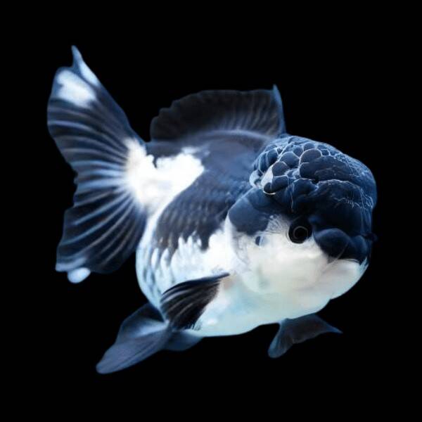Oranda Panda Grade A 6-7cm
