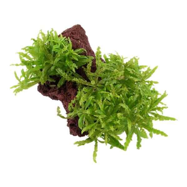 Stoffels Pogostemon Helferi on Lavastone