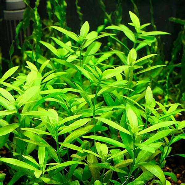 Stoffels Hygrophila Polysperma