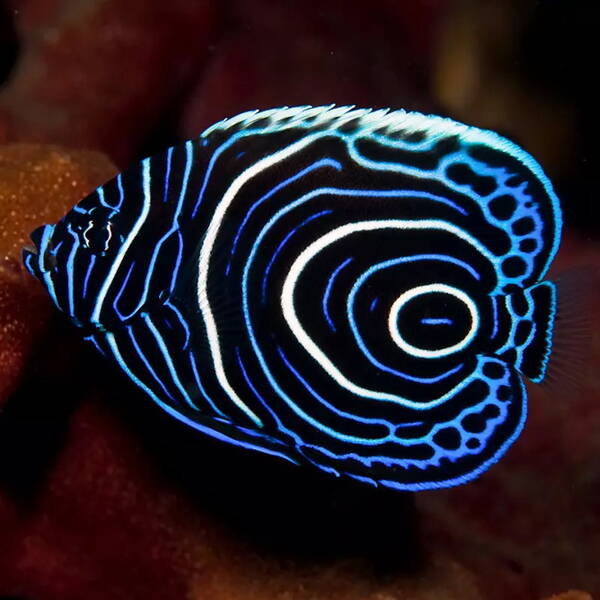 Pomacanthus Imperator Juvenile M - T.B