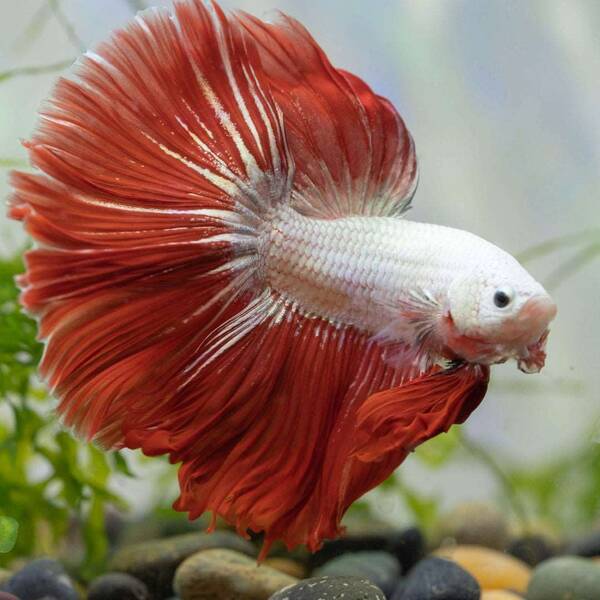 Betta Splendens Red Dragon Male L