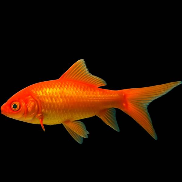 Carassius Auratus Sarasa 4-7cm
