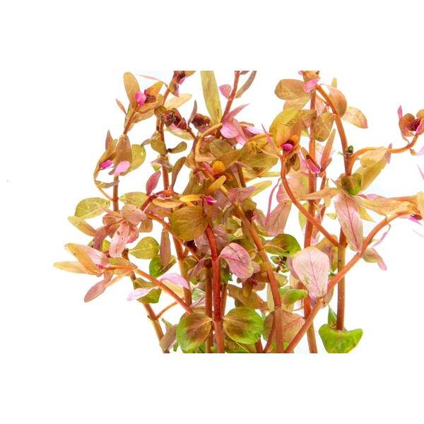 Stoffels Rotala rotundifolia" Blood Red"