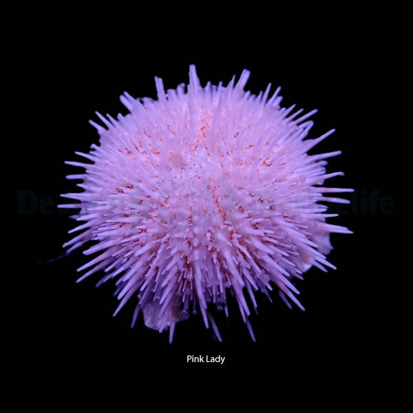 Salmacis spp. (Pink Lady)