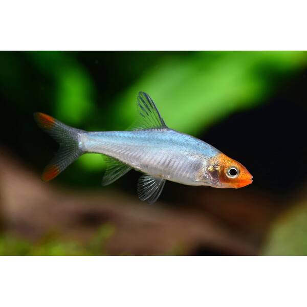 Sawbwa Resplendens M