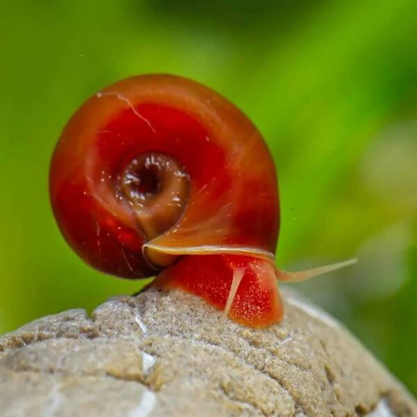 Ramshorn Snail Red XL