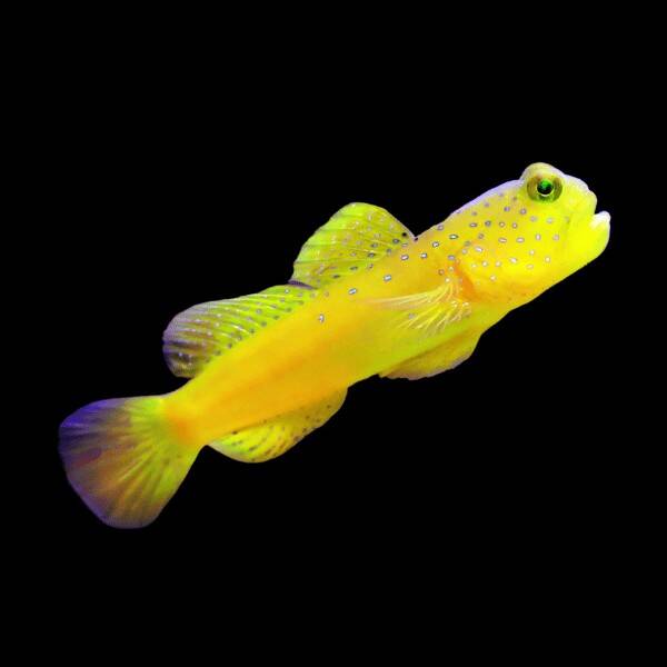 Cryptocentrus Cinctus M