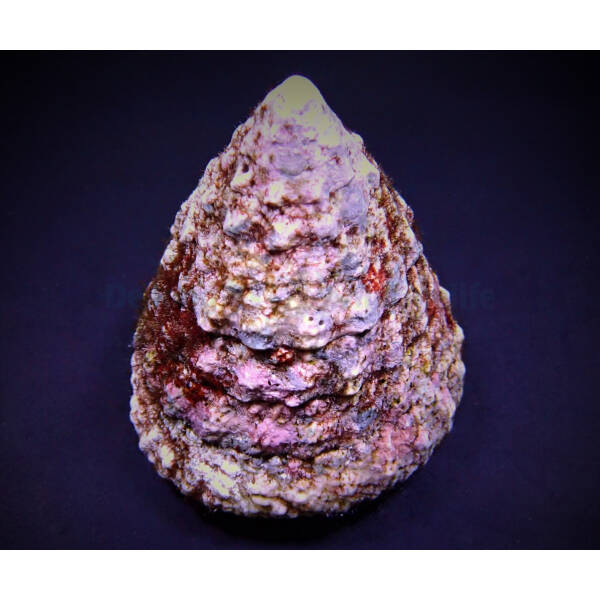 Tectus Fenestratus (Show)