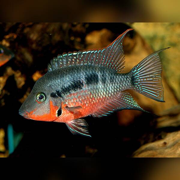 Thorichthys Meeki Firemouth Cichlid 5-6cm