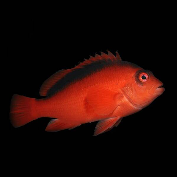 Neocirrhites Armatus