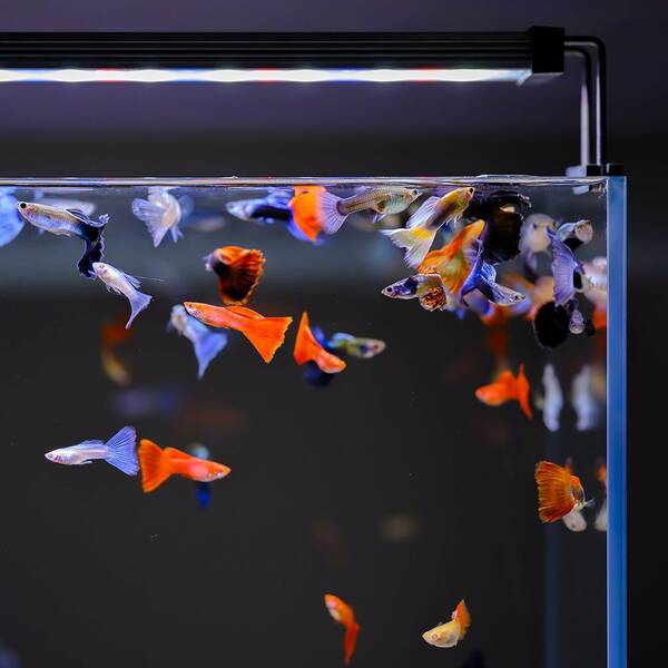 Twinstar Light II 45A