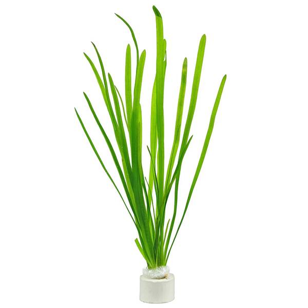 Stoffels Vallisneria Spiralis Bund