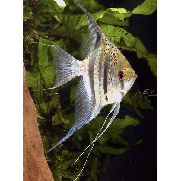 Pterophyllum Peru Red Spotted XL