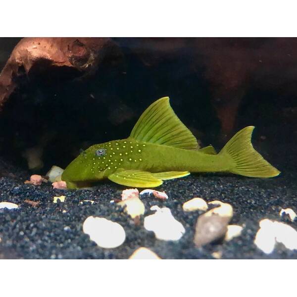L200 Hemiancistrus Subviridis M