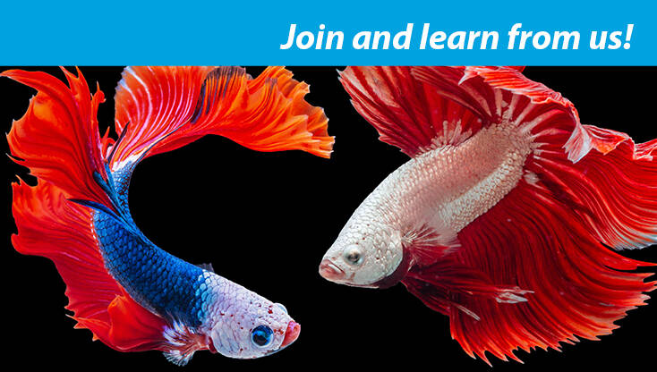 Static Image Aquarium