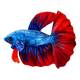 Betta Fish Plush 17x7x14cm