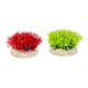 Aqua Della Plant Crystalwort Moss Mixed Colors S 5CM Aqua Della Plant Crystalwort Moss Mixed Colors S 5CM