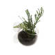 Aqua Della Plant Cup Glass Transparent - 9x6x6cm Aqua Della Plant Cup Glass Transparent - 9x6x6cm