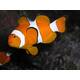 Amphiprion Ocellaris -Bred