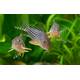 Corydoras Sterbai