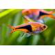 Rasbora Harlequin