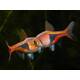 Rasbora Harlequin