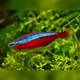 Tetra Cardinal L