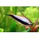 Emperor Tetra M