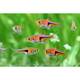 Rasbora Espei Rasbora Espei