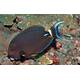 Acanthurus Leucocheilus S