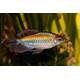 Congo Tetra