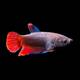 Betta Splendens Female