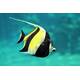 Zanclus Cornutus M