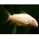 Corydoras Albino