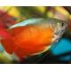 Gourami Dwarf Blood Red Male