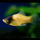 Platy Bumblebee