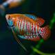 Gourami Dwarf Neon Male