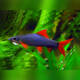 Rainbow Shark