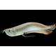 Silver Arowana 15-17cm