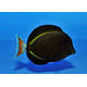 Acanthurus Achilles x Nigricans Hybrid Acanthurus Achilles x Nigricans Hybrid