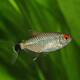Red Eye Tetra M