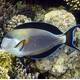 Acanthurus Sohal XL