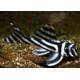 Hypancistrus Zebra L046