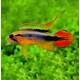 Apistogramma Agassizii Double Red M