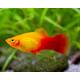Platy Neon Marigold