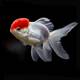 Oranda Red Lion Head 8-10cm