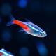 Neon Tetra L