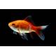 Goldfish Comet 4-7cm